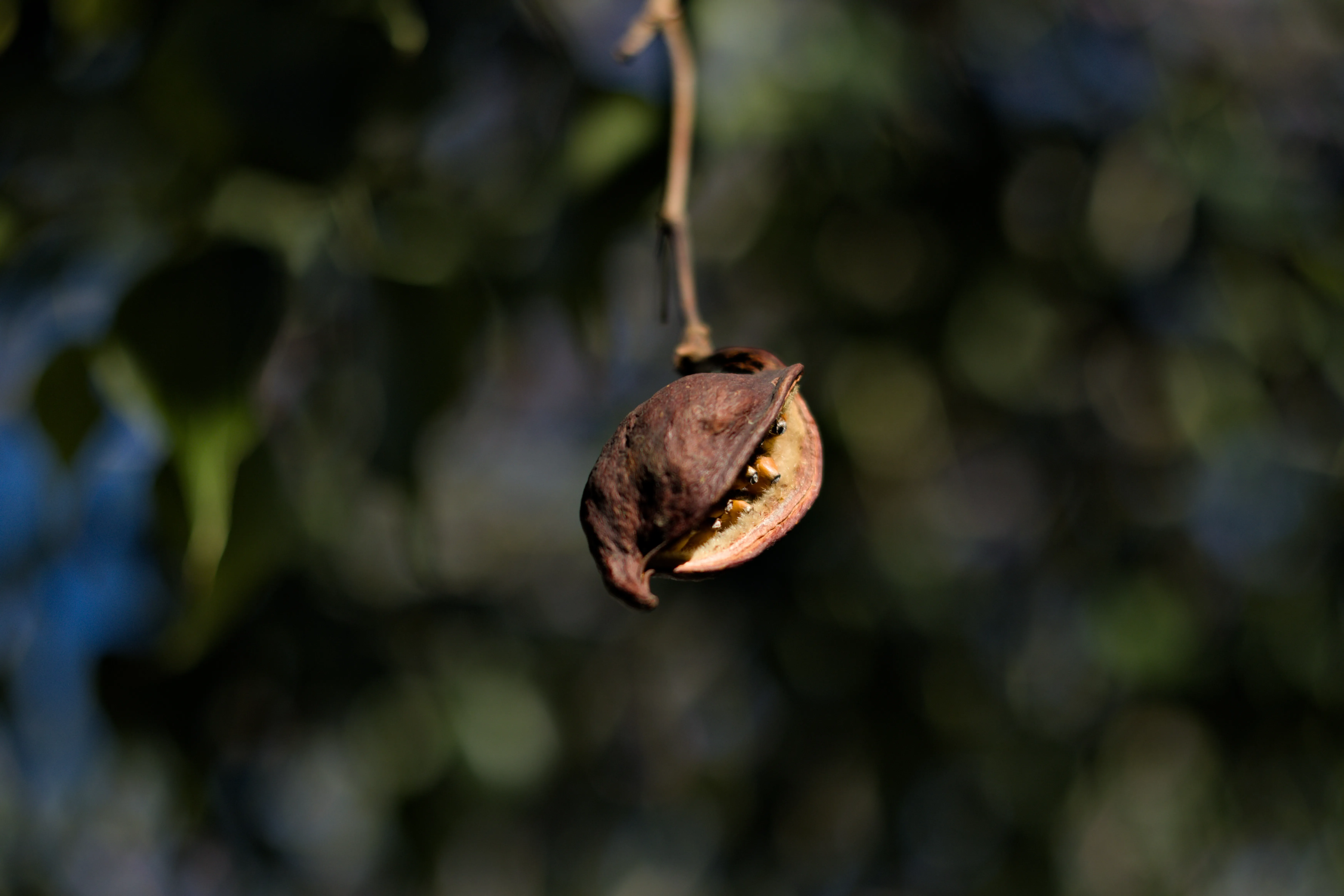 Meyer-Optik Görlitz Primagon 35mm f4.5 (M42) - _I4A0001.webp